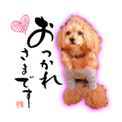 Toy poodle and calligraphy art stickers