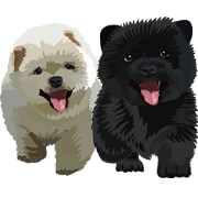 Chow chow of white and black K