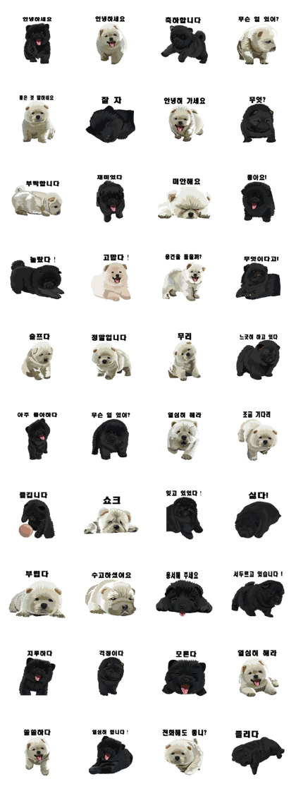 Chow chow of white and black K