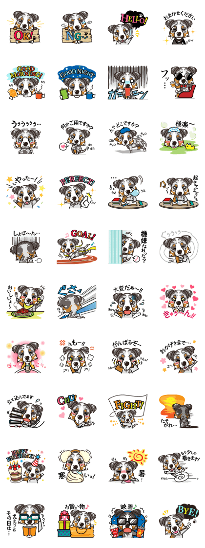 iinu - Australian Shepherd