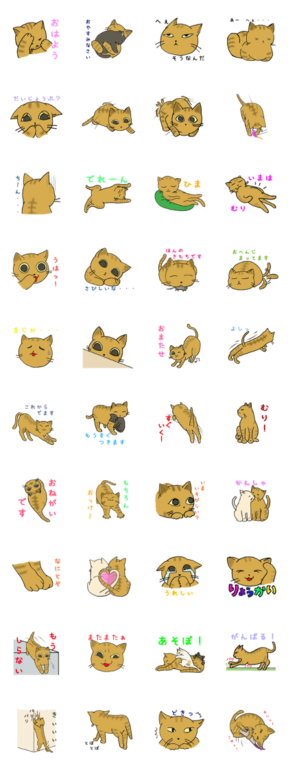 Red tabby,everyday1