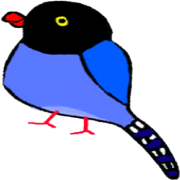 Formosan Blue Magpie yamamusume