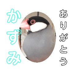 めーちゃん文鳥名前スタンプ