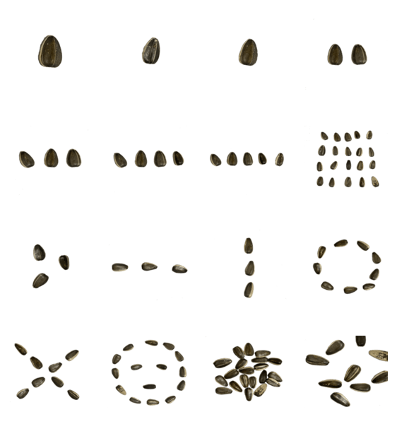 個性豊かなひまわりの種 Lineクリエイターズスタンプ Stamplist