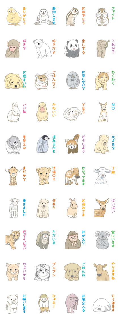 Rial Zoo