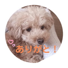 koko_20200620132207
