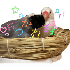 桜文鳥と白文鳥のスタンプ②