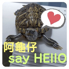 A Cute Little turtle say Hi