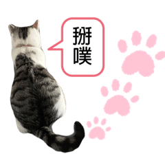 吳家小屁孩❤️
