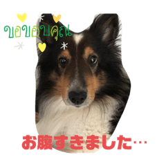 misako_dog