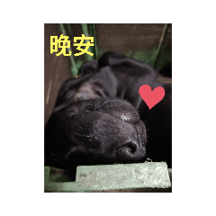 小ㄐㄧˇㄐㄧˇ Yabe Line貼圖代購 台灣no 1 最便宜高效率的代購網