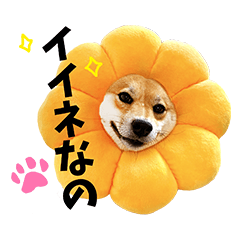 Japanese dog "Shibainu Momoppu"