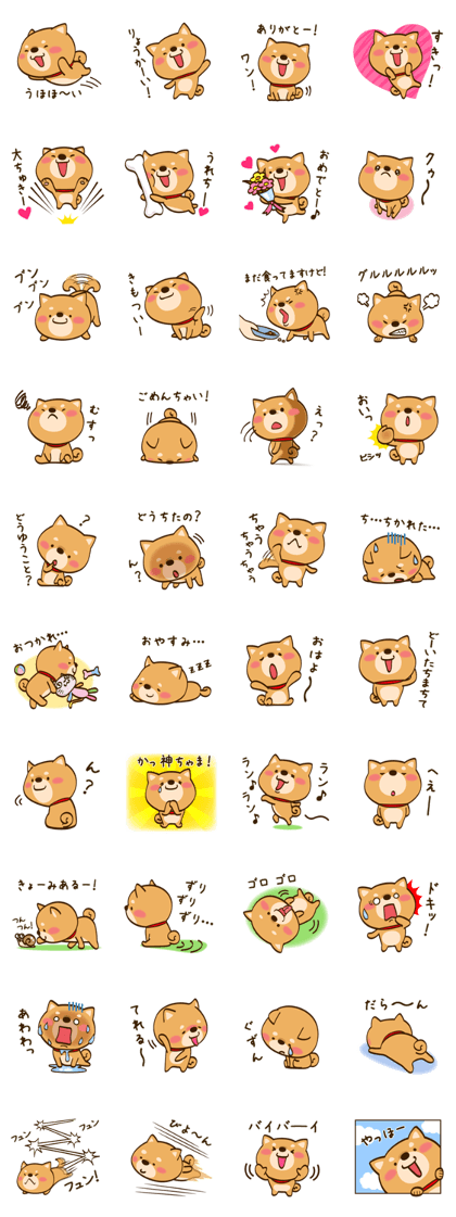 Cute Shibainu Cute Shibainu