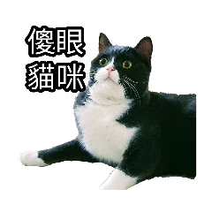 貪吃貓 貝子