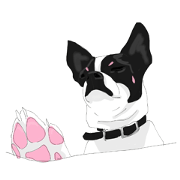 Chihuahua Pippi's Life Chihuahua Pippi's Life