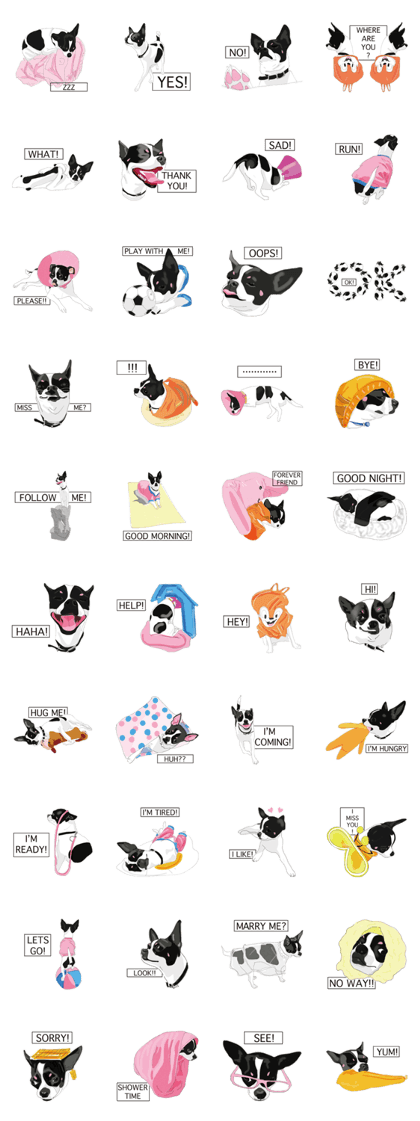 Chihuahua Pippi's Life Chihuahua Pippi's Life