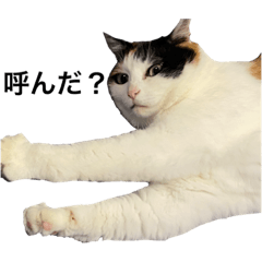 Mikenko Chappy