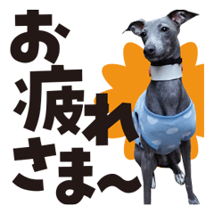 Hyper Italian Greyhound Ran