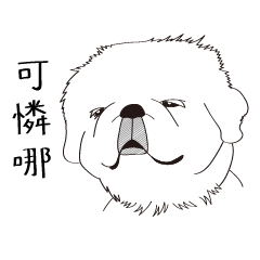 我是北京犬！我才不可愛！