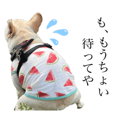 French bulldog ZEN(KANSAI Direction ver)