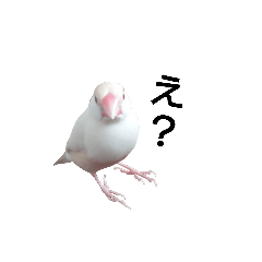 クリーム文鳥