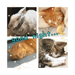 toyo maro shima tsumi