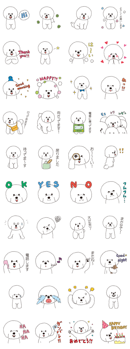 Lovely fluffy Bichon frise