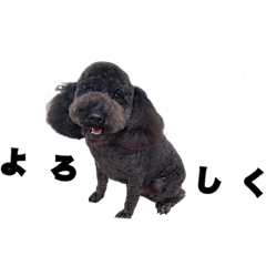 black toy poodle 2