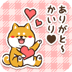 Pocha Shiba Kairi (Love)