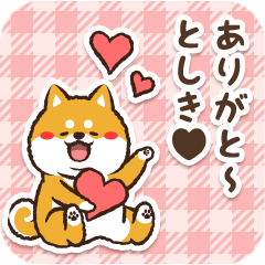 Pocha Shiba Toshiki (Love)