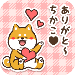 Pocha Shiba Chikako (Love)