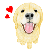 Golden Retriever Sticker (Japanese)
