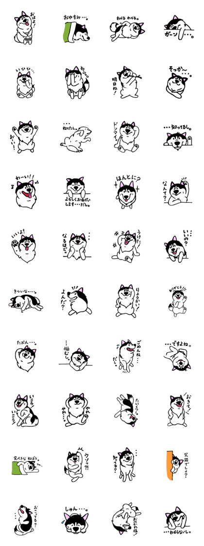 Lukewarm! Husky dog