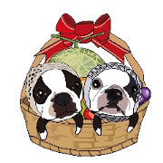 Boston-Terrier-association