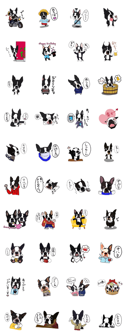 Boston-Terrier-association