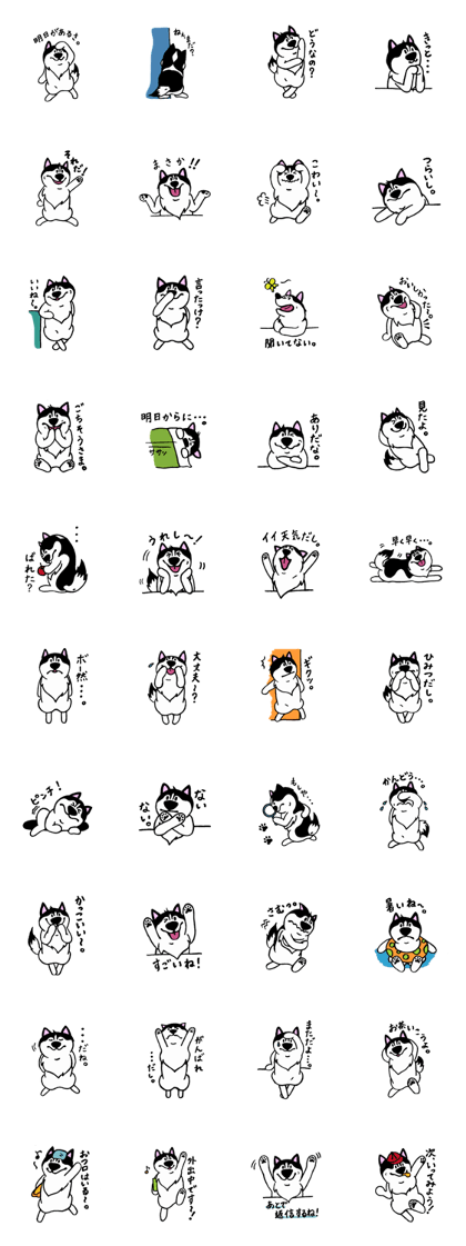 Lukewarm! Husky dog 2