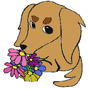 kawaii dachshund