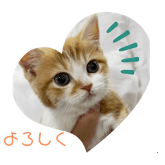 KOKO_20200622172036