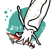 big fin reef squid/eging