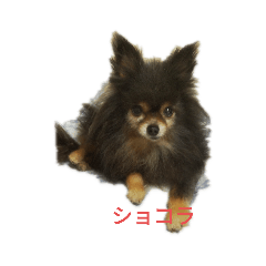 cocoa_20200622185706