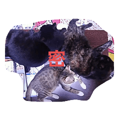 cats in beppu