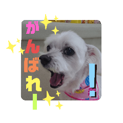 marumaru_20200622202610