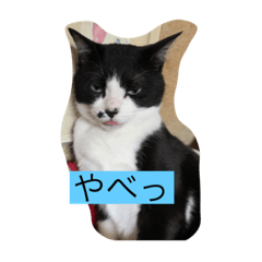 日本白黒猫