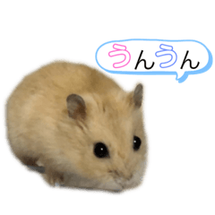 hamster_waffle_201901