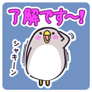 "Pechogin" of the penguin