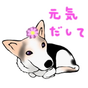 Comfort dog