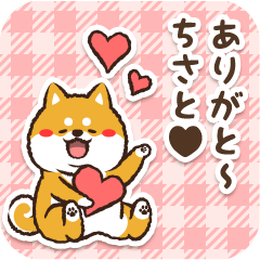 Pocha Shiba Chisato (Love)