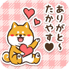 Pocha Shiba Takayasu (Love)