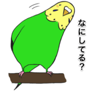 Budgerigar's everyday life (Japanese)