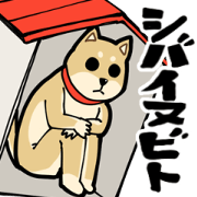 Shiba Inu dog man